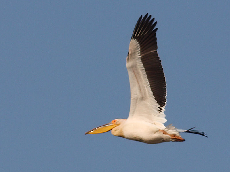 Pellicano Fiorentino - Pelecanus onocrotalus